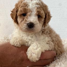 Mochi - Apricot female Aussiedoodle puppy in Omro, Wisconsin from Crystal Ridge Doodles