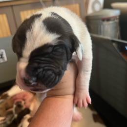 Oolong - Harlequin male Great Dane puppy in Marlow, New Hampshire from Fox Hill Danes