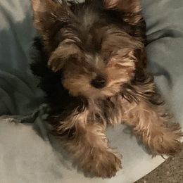 Yorkshire Terriers from Lakenheath Yorkies