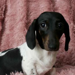 Pep - Dachshund