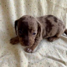 Girl 2 - Dapple female Dachshund puppy in Smoot, West Virginia from AMC Dachshunds