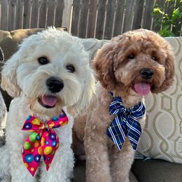 Molly - Cockapoo