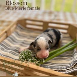 Blossom - Blue merle female Miniature Australian Shepherd puppy in Louisville, Mississippi from Magnolia Spring Aussies