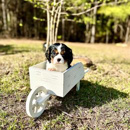 Cavalier King Charles Spaniel Puppies from Ohana Cavalier King Charles Spaniels