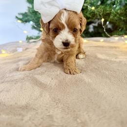 Blitzen - Red female Cavapoo puppy in Spanish Fork, Utah from Sugar Doodles Pups