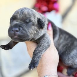 Stymie-blue - Brindle male Companion Cross puppy in Calimesa, California from BoujeePoodlesofsocal