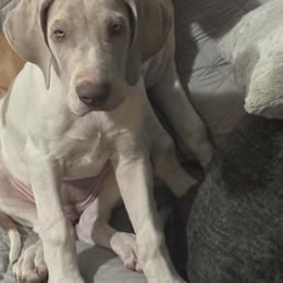 French Bulldog and Great Dane Puppies from Doyle’s Royal K9