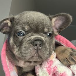 French Bulldog Puppies from Kehaulani Crittle