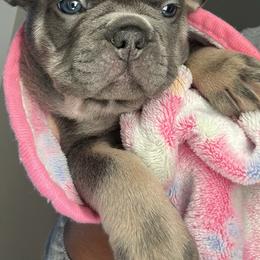 French Bulldog Puppies from Kehaulani Crittle