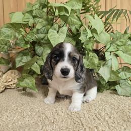 Dachshund Puppies from Mel's LowRider Ranch