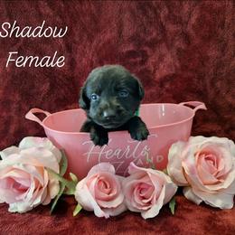 Shadow - Black female Labrador Retriever puppy in Bemidji, Minnesota from Northern Star Elite Quality Labrador Retrievers