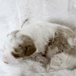Cavapoo puppies from 406Doodles