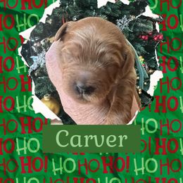 Carver - Red  male Goldendoodle puppy in Stroudsburg, Pennsylvania from Momma’s Mini Goldendoodles
