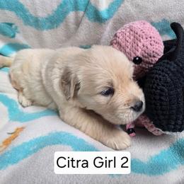 Citra Girl 2 - Light golden female Golden Retriever puppy in Niles, Michigan from Composer Goldens