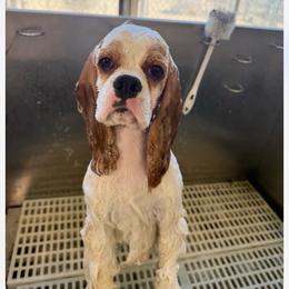 Darla - Cocker Spaniel