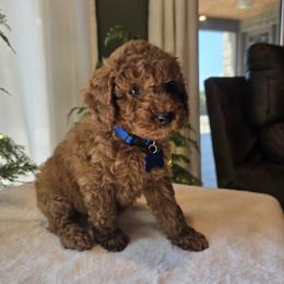 Blue Collar Bentley - Red  male Goldendoodle puppy in Bristol, Tennessee from 4goldendoodles