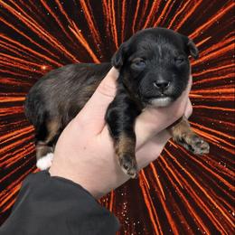 Jingle - Black and tan male Yorkipoo puppy in Coshocton, Ohio from Forever Family Puppies