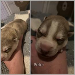Peter - Red and white male Siberian Husky puppy in Wheeling, West Virginia from Powells Huskies