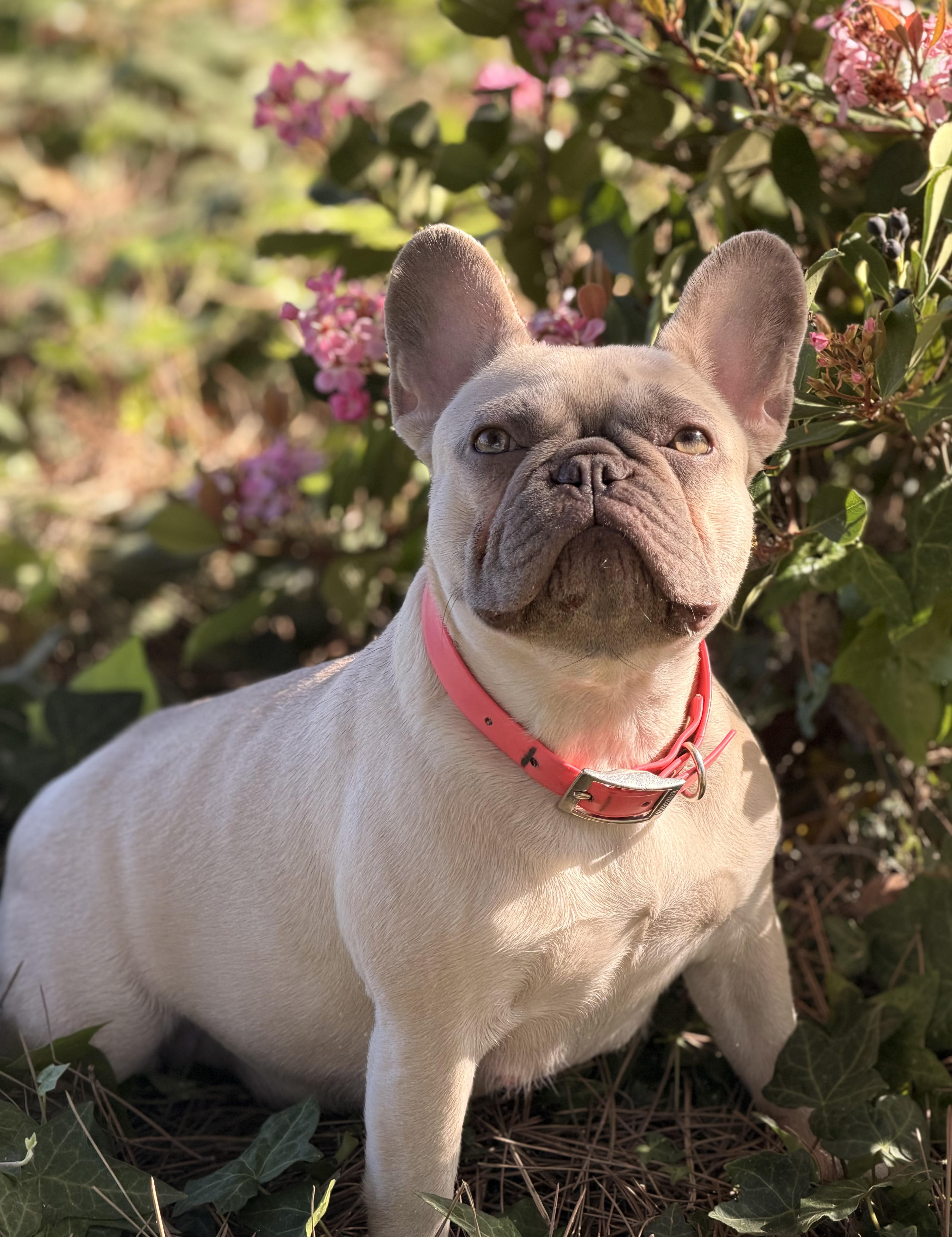 Maggie