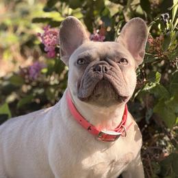 Miss Maggie May - French Bulldog