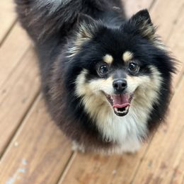 Brook - Pomeranian