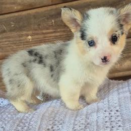 Miss Willow - Blue merle and white female American Corgi puppy in Checotah, Oklahoma from Skoal Creek Corgi's