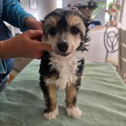 Max - Black white and tan male Chinese Crested puppy in Bel Air North, Maryland from ConeraIsles Kennel