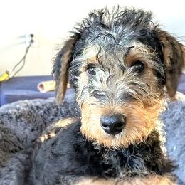 Airedale Terriers from Calarly Airedales