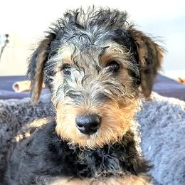 Airedale Terriers from Calarly Airedales