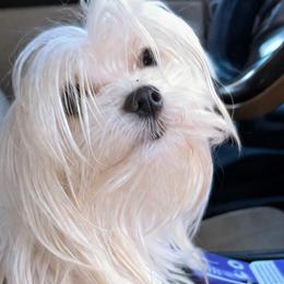Daisy - Maltese