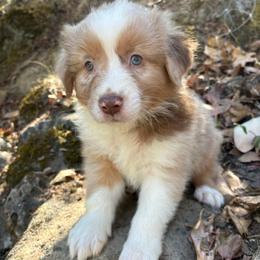Walter - Red merle male Australian Shepherd puppy in Grants Pass, Oregon from Carmel Mountain Aussies
