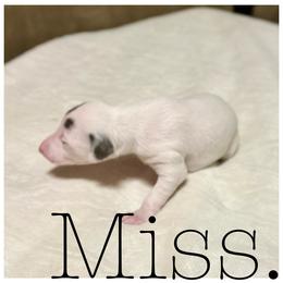 Nana - White and blue female Italian Greyhound puppy in Texas from Italian Greyhounds of Frisco