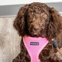 Aussiedoodles, Cockapoos, Goldendoodles, Poodles, Sheepadoodles, and Springerdoodles from Two Creeks Farm Poodles & Doodles