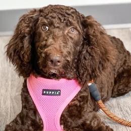 Aussiedoodles, Cockapoos, Goldendoodles, Poodles, Sheepadoodles, and Springerdoodles from Two Creeks Farm Poodles & Doodles