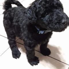 Poodle and Whoodle Puppies from Twin Pines