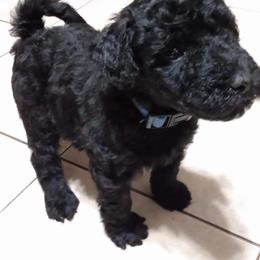 Poodle and Whoodle Puppies from Twin Pines