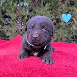 Girl 5 - Chocolate female Labrador Retriever puppy in Yucca Valley, California from Beachn Ranch