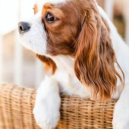Bernedoodles, Cavalier King Charles Spaniels, Cavapoos, and Poodles from Dinky Doo Doodles
