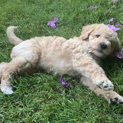 Double Doodle Puppies from Riverside Doodles in Seattle