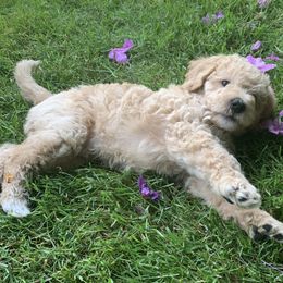 Double Doodle Puppies from Riverside Doodles in Seattle