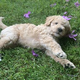 Double Doodle Puppies from Riverside Doodles in Seattle