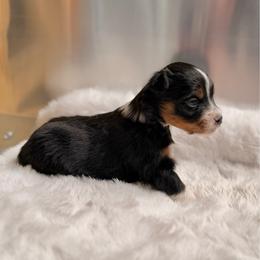 BTF2 - Black tri female Miniature Australian Shepherd puppy in Dayton, Washington from Rafter 22 Aussies