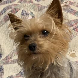 Min May - Yorkshire Terrier