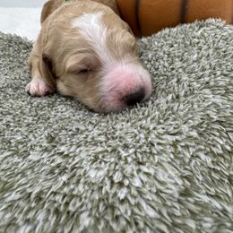 Green collar - Red  male Goldendoodle puppy in Meridian, Mississippi from Smoodles