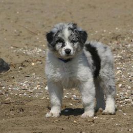 Australian Shepherd Puppies from Windmill Australian Shepherds
