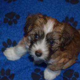 Girl 1 - Chinese Crested puppy in Monmouth, Maine from His Cresteds