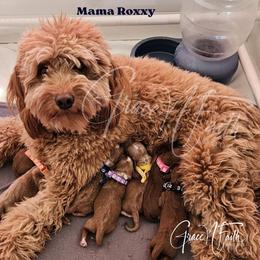 Goldendoodle puppies from Grace N Faith Doodles