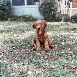 Cotton - Red  female Goldendoodle puppy in Shingle Springs, California from Kindred Oak Goldendoodles