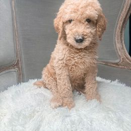 Poodle Puppies from Woofadoodles