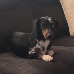 Bailey - Dachshund